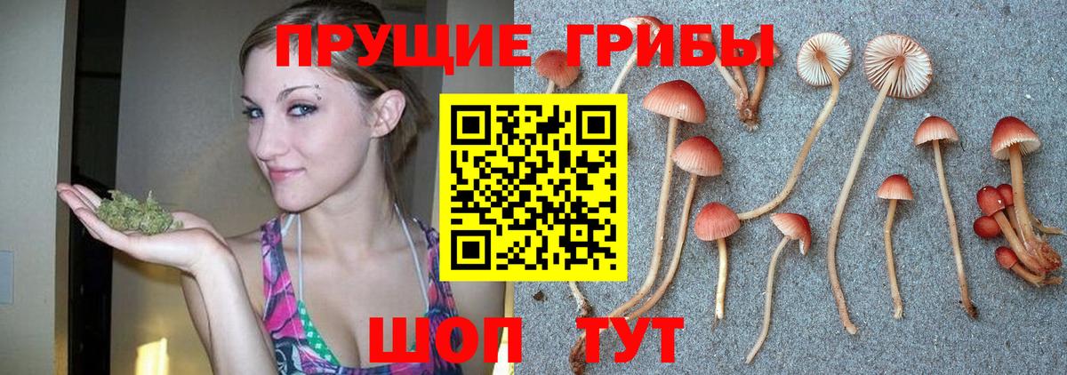 Псилоцибиновые грибы мицелий  Кингисепп  Псилоцибиновые грибы GOLDEN TEACHER 