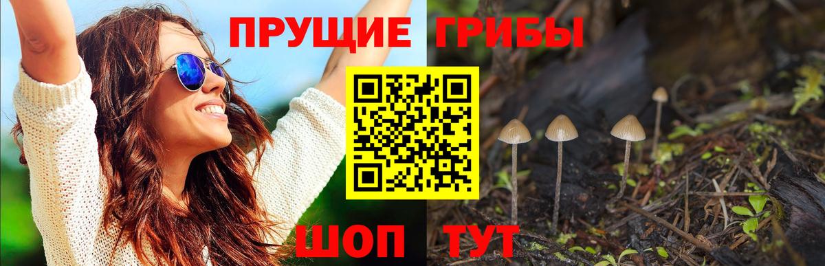 Кингисепп  Псилоцибиновые грибы прущие грибы  Вход с VPN 